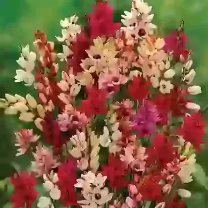 Rainbow Choice Mixture